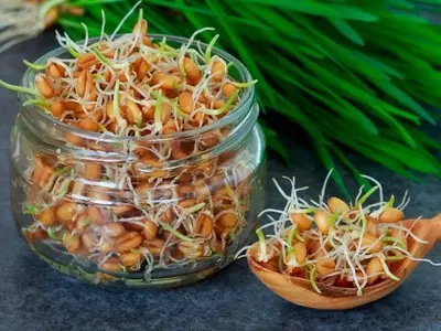 Consejos Esenciales para la Supervivencia y Germinación Óptima de Semillas