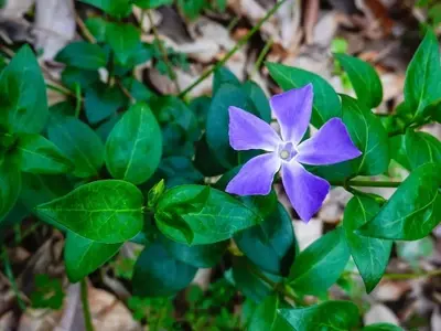 Plantas Vivaces y Perennes: Una Guía Completa para el Jardín Duradero