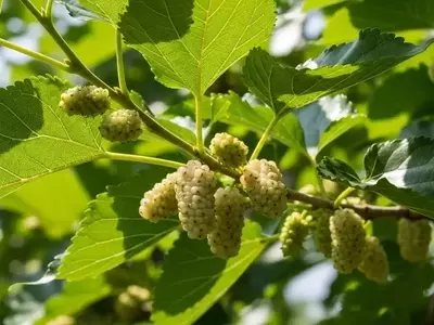 Dominando el Arte de la Poda de Moreras: Guía Esencial para un Crecimiento Saludable y una Sombra Perfecta