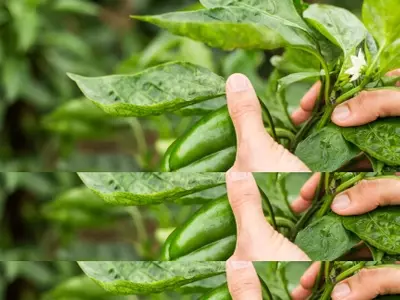 Dominando el Arte de la Poda de Pimientos para una Cosecha Excepcional
