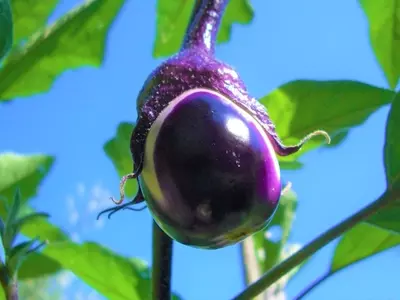 Guía Definitiva para el Cultivo Óptimo de Berenjenas: Poda y Entutorado