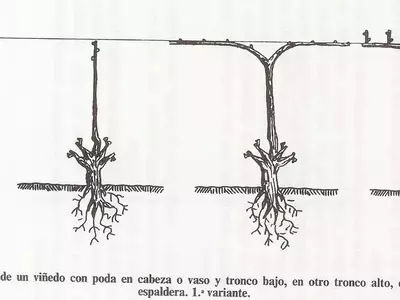Guía Completa de Poda de Vid en Espaldera: Sistema Cordón Royat
