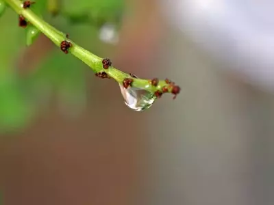 El Agua Ideal para el Riego de tus Plantas