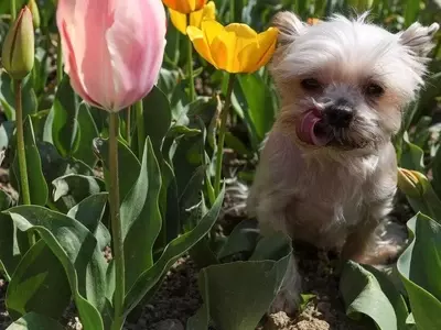 Protección de Plantas: Estrategias para una Convivencia Armoniosa con Animales