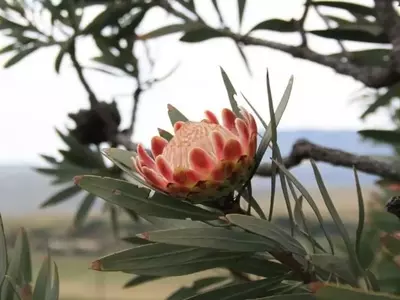 Descubriendo la Protea: Belleza Exótica y Resistencia en el Jardín