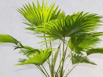 Guía Completa para el Cuidado de la Palmera Livistona Rotundifolia en Invierno