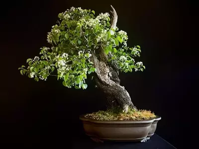 El Encanto Florecido de los Prunus: Una Guía Completa de Árboles Ornamentales