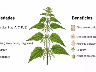 La Ortiga: Un Tesoro Nutricional y Medicinal con Múltiples Beneficios para la Salud