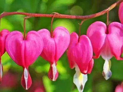 Flores Bulbosas para un Jardín Vibrante en Primavera