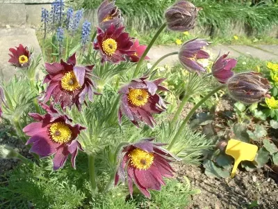 Pulsatilla: Usos Medicinales y Precauciones Esenciales