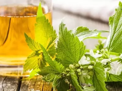 La Ortiga Blanca: Un Tesoro Medicinal con Múltiples Beneficios para la Salud