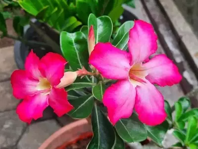 Adenium Obesum: El Esplendor de la Rosa del Desierto y sus Cuidados Esenciales