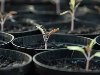 Guía Definitiva para el Cuidado y Protección de Plántulas Germinadas