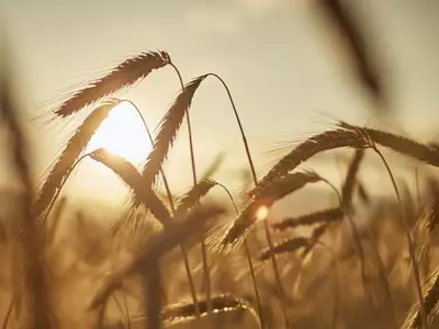 La Resistencia de las Plantas: Adaptación y Supervivencia en Entornos Adversos