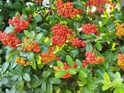 La Fascinante Pyracantha Coccinea: Una Joya Ornamental para Cualquier Jardín