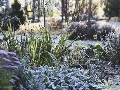 Estrategias Esenciales para Proteger sus Plantas del Frío Extremo y las Heladas