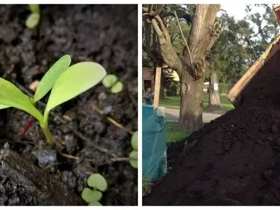 La Tierra Negra: El Secreto para un Jardín Vibrante y Saludable