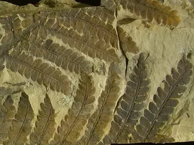 Revelando los Secretos del Pasado Vegetal: Una Mirada a la Paleobotánica
