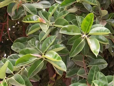La Alelopatía Vegetal: Una Interacción Crucial en el Reino de las Plantas