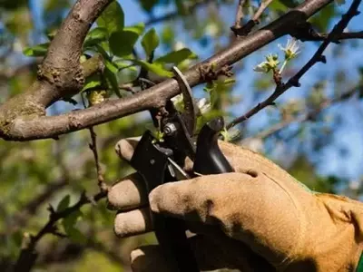 El Arte Esencial de la Poda de Mantenimiento para la Vitalidad de las Plantas