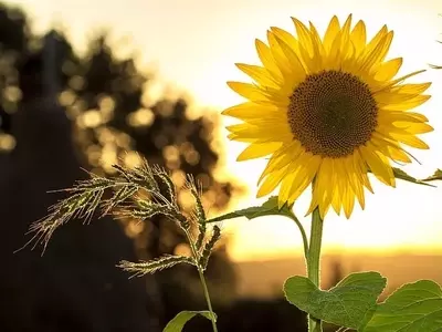 La Importancia de la Luz Solar para el Crecimiento Óptimo de las Plantas