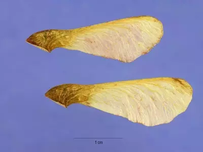 Estratificación de Semillas: Un Proceso Esencial para la Germinación Exitosa