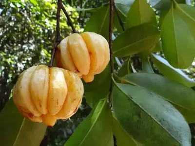 Garcinia Cambogia: El Poder Natural en la Reducción de Peso y Bienestar