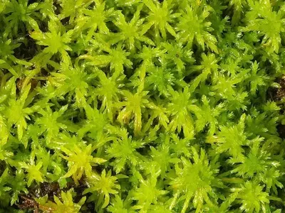 Musgo Sphagnum: El Secreto Versátil de la Jardinería y la Horticultura