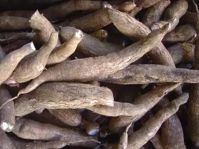 Descubriendo la Mandioca: Un Tesoro Tropical con Múltiples Usos