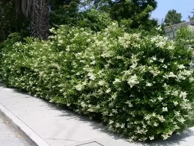 Descubre la Belleza Natural de los Setos Informales en tu Jardín