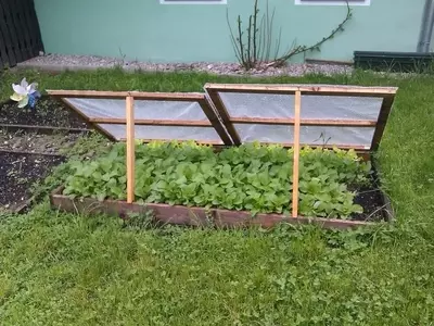 Invernaderos Caseros: Cómo Construir una Cama Fría para Proteger tus Cultivos