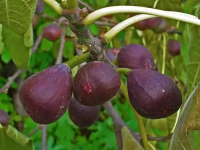 Descubriendo la Infrutescencia: Un Mundo Fascinante en el Reino Vegetal