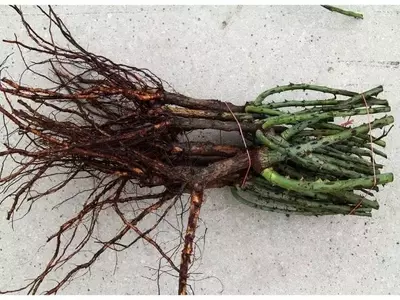 Plantas de Raíz Desnuda: Una Guía Completa para el Cultivador