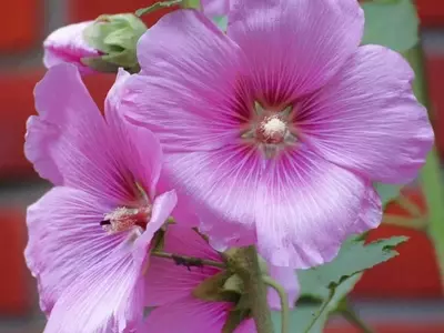 Explorando el Fascinante Ciclo de Vida de las Plantas Bianuales: Belleza y Simplicidad en el Jardín
