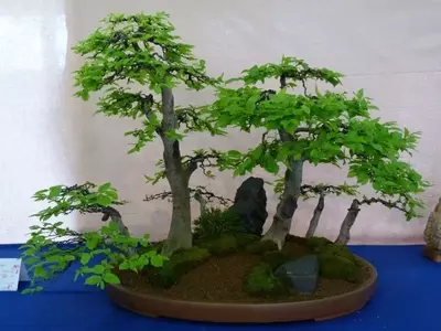 El Arte del Yamadori: Creación de Bonsáis a partir de Árboles Silvestres