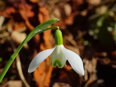 La Importancia Fundamental del Tallo en el Reino Vegetal