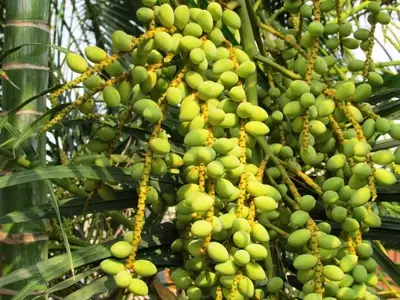 El Fenómeno de la Hibridación en Palmeras: Un Análisis Completo