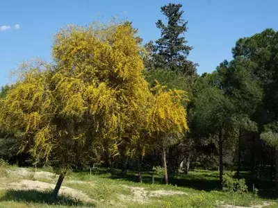 Árboles Perennes: Desvelando el Misterio de su Follaje Duradero