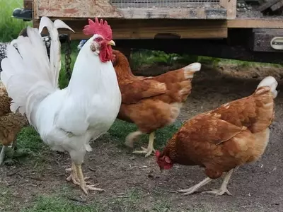 Gallinaza: El Abono Orgánico Esencial para la Agricultura Sostenible