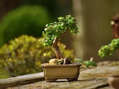 El Arte de los Mini Bonsáis: Cuidado y Cultivo del Mame