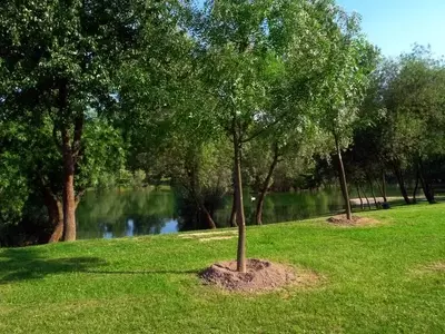 Guía Completa para el Cultivo Exitoso de Árboles Jóvenes