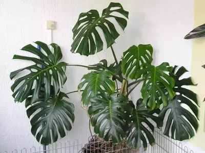 Secretos para el Cuidado y Supervivencia de tus Plantas