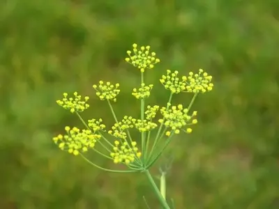 Descubriendo la Diversidad de las Inflorescencias Florales