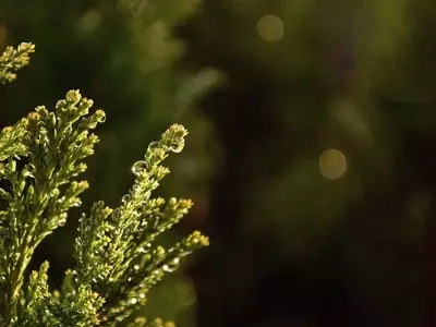 Consejos para la Reutilización Sostenible de tu Abeto Navideño