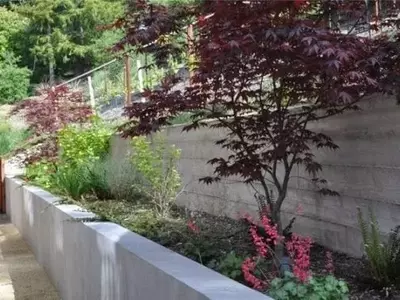 Embellezca Su Jardín: Guía de Plantas para la Sombra de Árboles