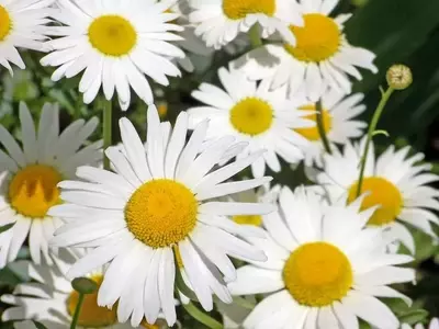 El Simbolismo Oculto de las Margaritas: Más Allá de su Belleza Ornamental