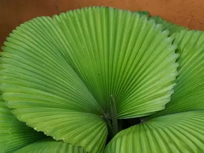 Variedades de Palmeras Ideales para Cultivo en Maceta