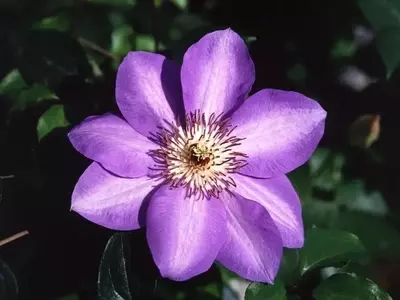 Descubriendo el Mundo de las Plantas Trepadoras
