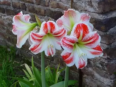 Descubriendo el Mundo Fascinante de las Plantas Bulbosas