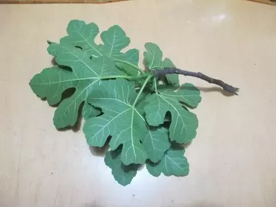 La Propagación de Plantas: Una Guía Esencial para Esquejes Leñosos